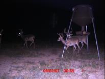 Texas Whitetail Deer Game Camera Photo