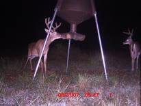 Texas Whitetail Deer Game Camera Photo