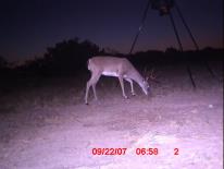 Texas Whitetail Deer Game Camera Photo