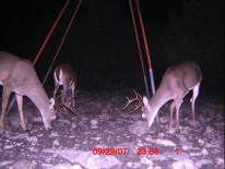 Texas Whitetail Deer Game Camera Photo