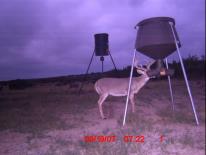 Texas Whitetail Deer Game Camera Photo