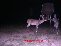 Texas Whitetail Deer Game Camera Photo