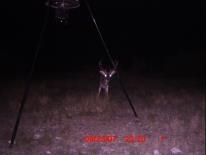 Texas Whitetail Deer Game Camera Photo