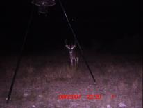 Texas Whitetail Deer Game Camera Photo