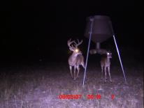 Texas Whitetail Deer Game Camera Photo