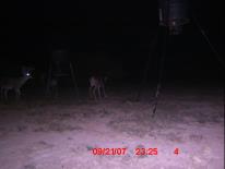 Texas Whitetail Deer Game Camera Photo