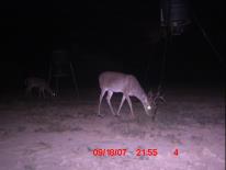 Texas Whitetail Deer Game Camera Photo