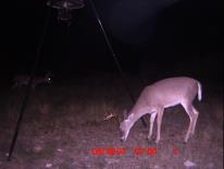 Texas Whitetail Deer Game Camera Photo