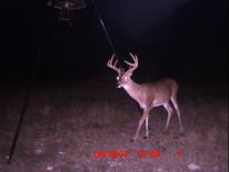 Texas Whitetail Deer Game Camera Photo