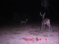 Texas Whitetail Deer Game Camera Photo