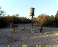 Texas Whitetail Deer Game Camera Photo