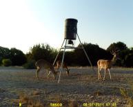 Texas Whitetail Deer Game Camera Photo