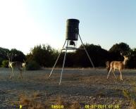 Texas Whitetail Deer Game Camera Photo