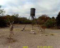 Texas Whitetail Deer Game Camera Photo