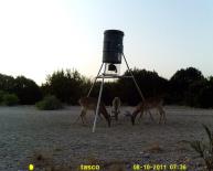 Texas Whitetail Deer Game Camera Photo