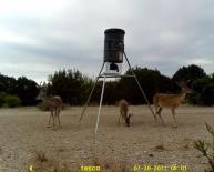 Texas Whitetail Deer Game Camera Photo