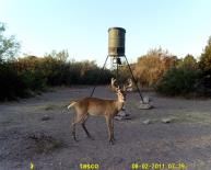 Texas Whitetail Deer Game Camera Photo