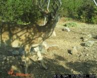 Texas Whitetail Deer Game Camera Photo