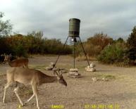 Texas Whitetail Deer Game Camera Photo