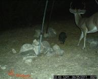 Texas Whitetail Deer Game Camera Photo