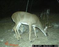 Texas Whitetail Deer Game Camera Photo