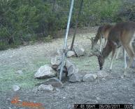 Texas Whitetail Deer Game Camera Photo