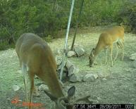 Texas Whitetail Deer Game Camera Photo