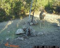 Texas Whitetail Deer Game Camera Photo