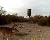 Texas Whitetail Deer Game Camera Photo