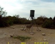 Texas Whitetail Deer Game Camera Photo