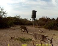 Texas Whitetail Deer Game Camera Photo