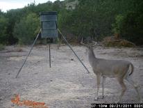 Texas Whitetail Deer Game Camera Photo