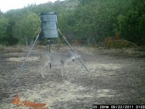 Texas Whitetail Deer Game Camera Photo