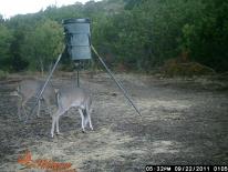 Texas Whitetail Deer Game Camera Photo