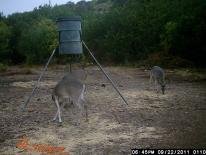 Texas Whitetail Deer Game Camera Photo