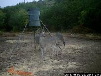 Texas Whitetail Deer Game Camera Photo