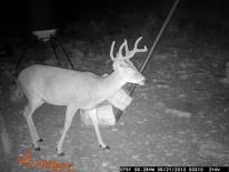 Texas Whitetail Deer Game Camera Photo