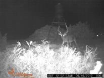 Texas Whitetail Deer Game Camera Photo