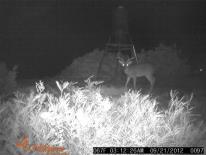 Texas Whitetail Deer Game Camera Photo