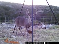 Texas Whitetail Deer Game Camera Photo