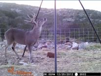 Texas Whitetail Deer Game Camera Photo