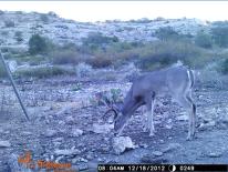 Texas Whitetail Deer Game Camera Photo