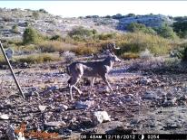 Texas Whitetail Deer Game Camera Photo