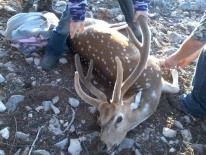 Texas Hunting Outfitters - Hunting Success 2013