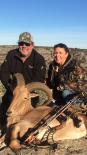 Aoudad Sheep