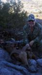 Aoudad Sheep