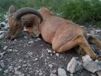 Aoudad Hunt 2017