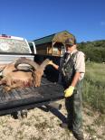 Aoudad Sheep 2016