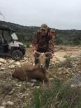 Aoudad Sheep 2016