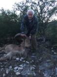 Aoudad Sheep 2016